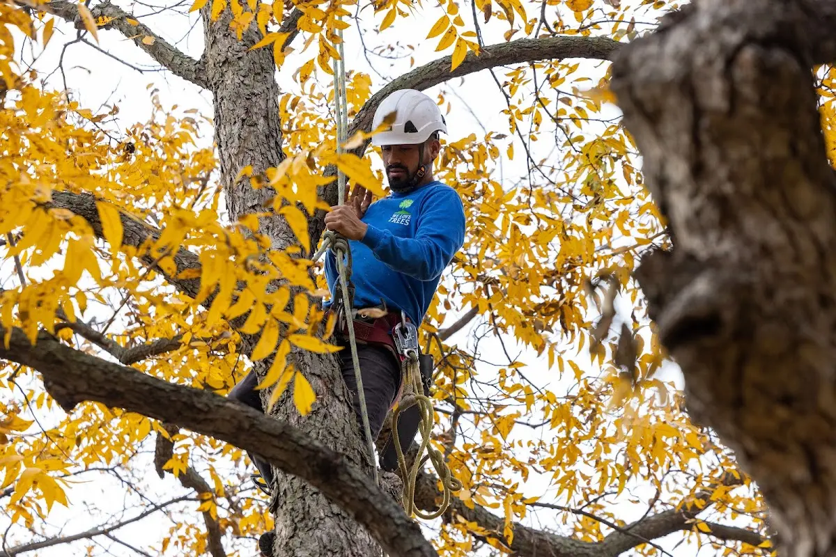 Skilled Tree Pruning crew working in Gerlaw
